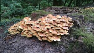 aia_shroom